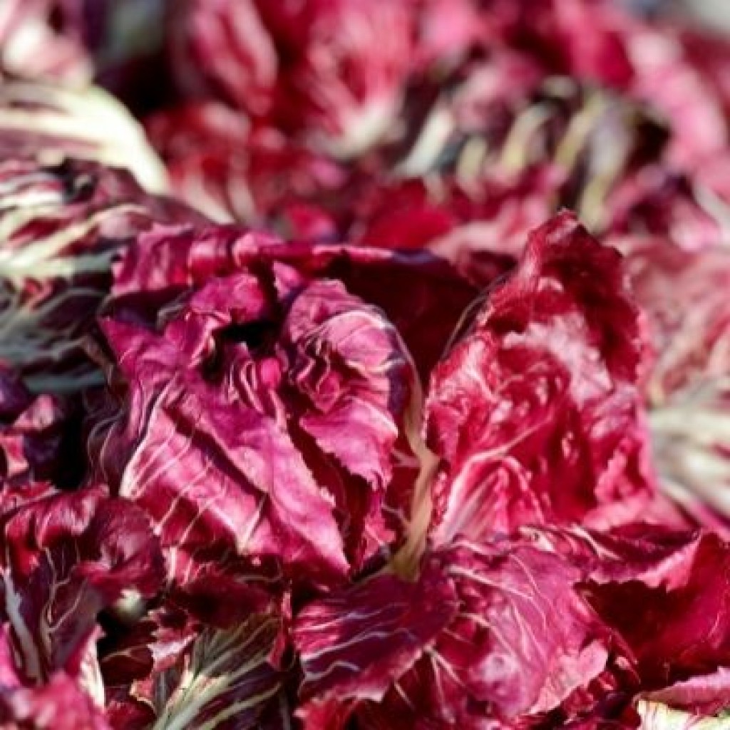 Chicory Red